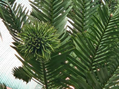 Wollemia nobilis - wolemie vznešená samičí šištice